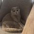 Uysal Scottish Fold fotoğraf