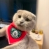 Uysal Scottish Fold fotoğraf