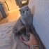 Uysal Scottish Fold fotoğraf