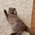 Uysal Scottish Fold fotoğraf
