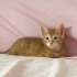 Çook yakışıklı, çok oyuncu, çok sağlıklı bir sarman bebek fotoğraf