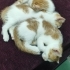 4 kardeşten 3 ü sahiplendirilecektir. fotoğraf