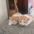 4 kardeşten 3 ü sahiplendirilecektir. fotoğraf
