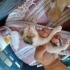 3 günlük annesiz kediler fotoğraf