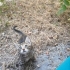 ANNESİZ KÜÇÜK KEDİ fotoğraf
