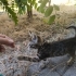 ANNESİZ KÜÇÜK KEDİ fotoğraf