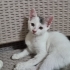 Henüz çok küçüğüm,sokakta yaşayamam😿 fotoğraf