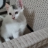 Henüz çok küçüğüm,sokakta yaşayamam😿 fotoğraf