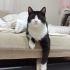 Smokin tatlı kedi 🐱 fotoğraf
