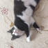 Smokin tatlı kedi 🐱 fotoğraf