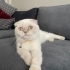 Kırık kulak scottish fold fotoğraf