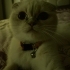 Kırık kulak scottish fold fotoğraf