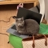 British shorthair yuva arıyor fotoğraf