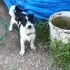 Sadık Bir Dost, Sevgi Dolu, İnsan Düşkünü / SOSYAL- Jack Russell Terrier fotoğraf