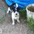 Sadık Bir Dost, Sevgi Dolu, İnsan Düşkünü / SOSYAL- Jack Russell Terrier fotoğraf