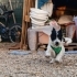 Sadık Bir Dost, Sevgi Dolu, İnsan Düşkünü / SOSYAL- Jack Russell Terrier fotoğraf