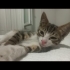 ÜCRETSİZ YAVRU KEDİ SAHİPLENDİRME fotoğraf