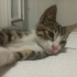 ÜCRETSİZ YAVRU KEDİ SAHİPLENDİRME fotoğraf