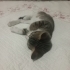 ÜCRETSİZ YAVRU KEDİ SAHİPLENDİRME fotoğraf