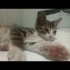 ÜCRETSİZ YAVRU KEDİ SAHİPLENDİRME fotoğraf