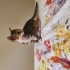 5 haftalık tekir acil yuva fotoğraf