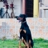 Doberman , Çok akıllı.. fotoğraf