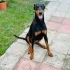 Doberman , Çok akıllı.. fotoğraf
