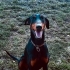 Doberman , Çok akıllı.. fotoğraf