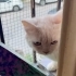 Uysal cins kediye acil yuva arıyoruz fotoğraf