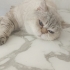 Kısır adını bilir sevimli dostum fotoğraf