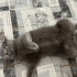 KEDİM DUMAN KISIR ERKEK fotoğraf