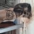 Ankara yavru kedi fotoğraf