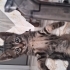 Ankara yavru kedi fotoğraf