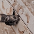 Ankara yavru kedi fotoğraf