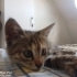 kurtarılmış yavru kedi fotoğraf