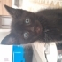 Ankara siyah yavru kedi fotoğraf