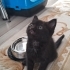 Ankara siyah yavru kedi fotoğraf