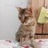 Sokaktan Kurtarılmış Sakin Huylu Kızımız fotoğraf