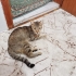 Sokaktan Kurtarılmış Sakin Huylu Kızımız fotoğraf