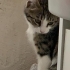 İlk doz karma aşısı ve parazit aşıları yapıldı fotoğraf