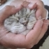Hamur Gibi Kedi fotoğraf
