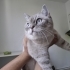 Hamur Gibi Kedi fotoğraf