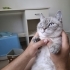 Hamur Gibi Kedi fotoğraf