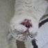 Hamur Gibi Kedi fotoğraf