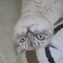 Hamur Gibi Kedi fotoğraf