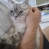 Hamur Gibi Kedi fotoğraf