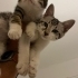 Gri Beyaz yakışıklı oğlumuzun karma ve parazit aşıları yapıldı fotoğraf