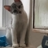 Gri Beyaz yakışıklı oğlumuzun karma ve parazit aşıları yapıldı fotoğraf