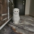 Scottish fold beyaz fotoğraf