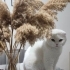 Scottish fold beyaz fotoğraf